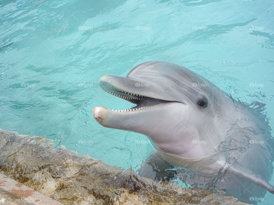 Happy dolphin 