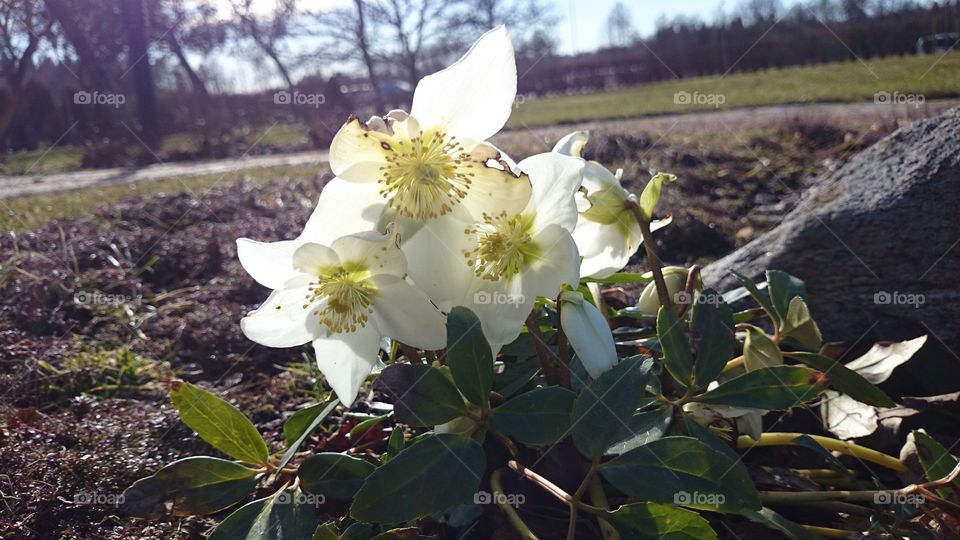 White flowers on land