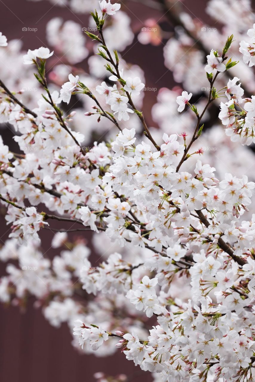 sakura