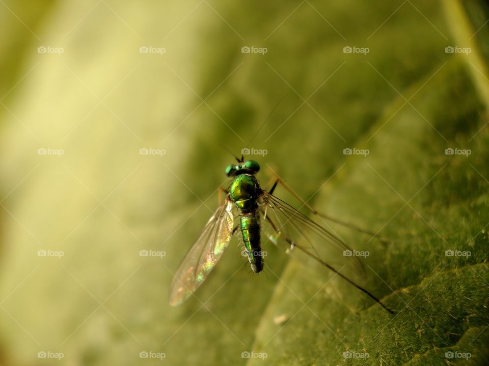 GREEN FLY ON LEAF