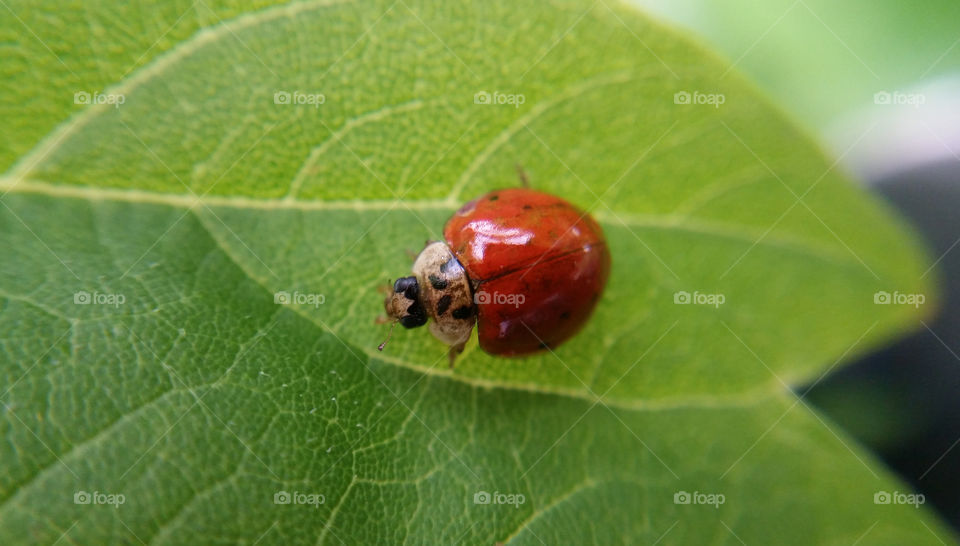Insect, Leaf, Nature, No Person, Ladybug