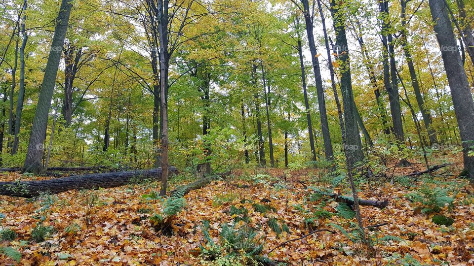 Fall, Leaf, Wood, Tree, Nature