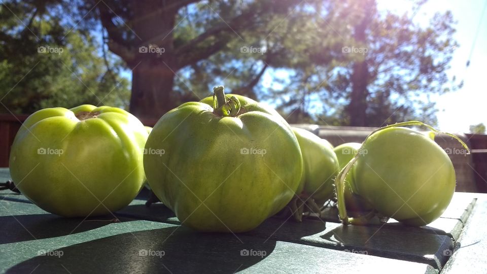 Green tomatoes on wood-material