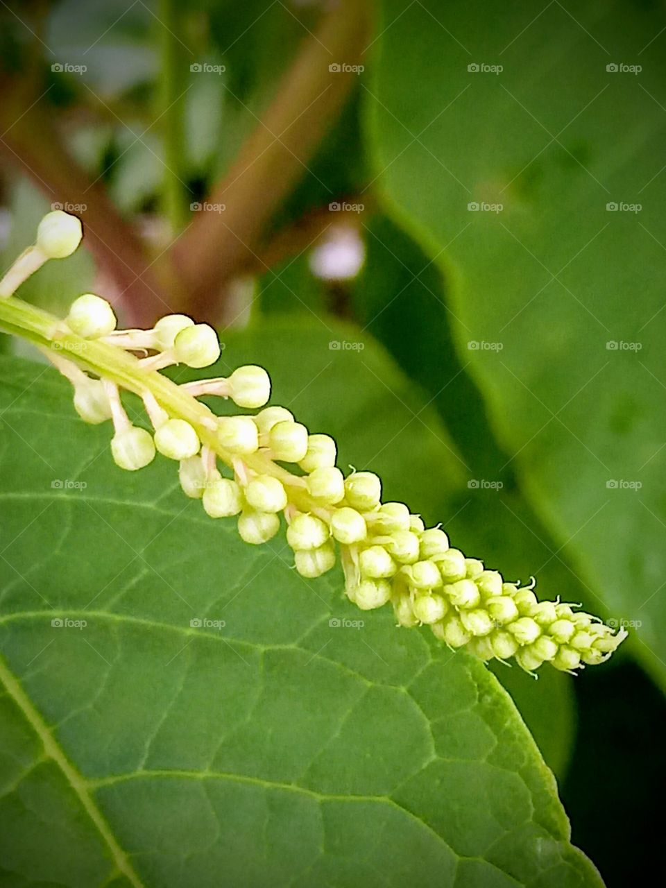 Another Budding Weed