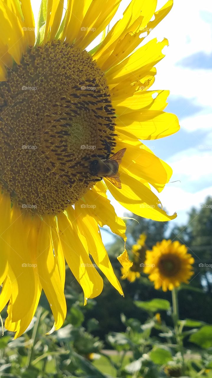 bumblebee on a yellow sunflower against a sunny,  blue sky
