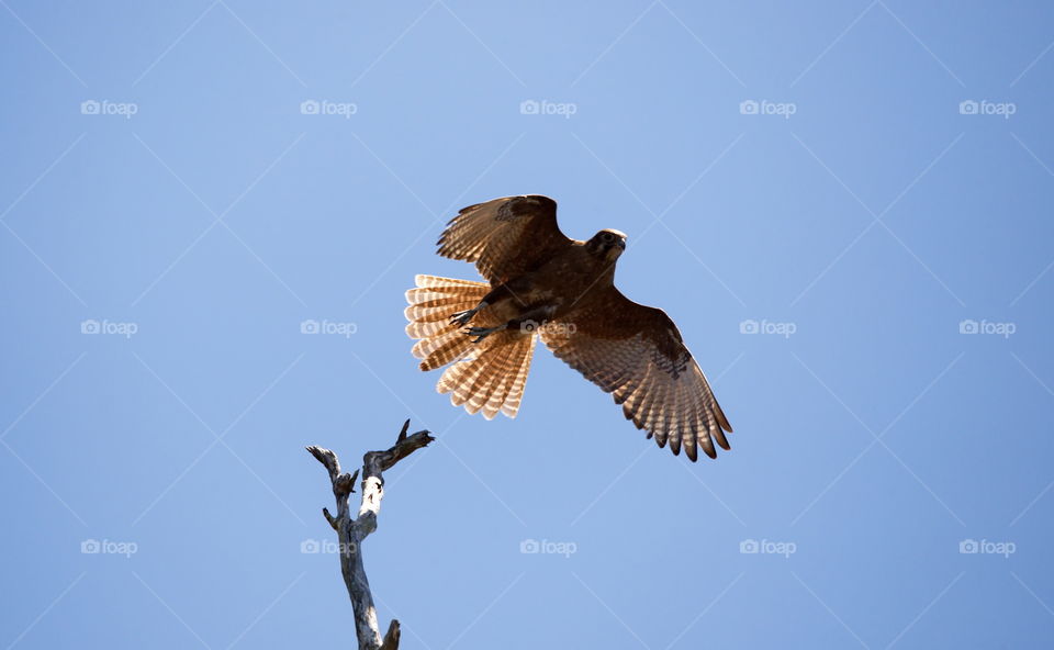 Brown Falcon