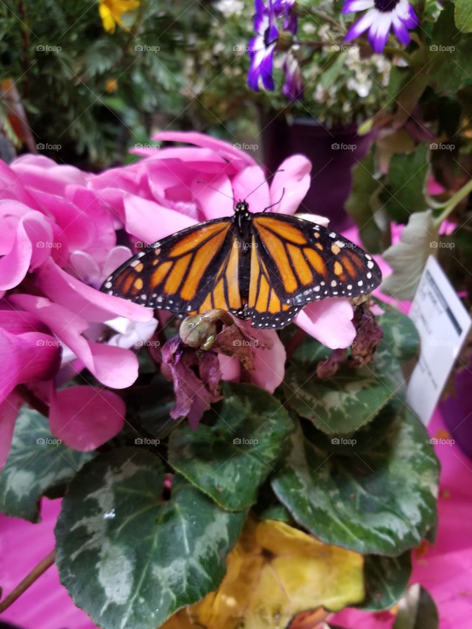 monarch buttery, pink flower