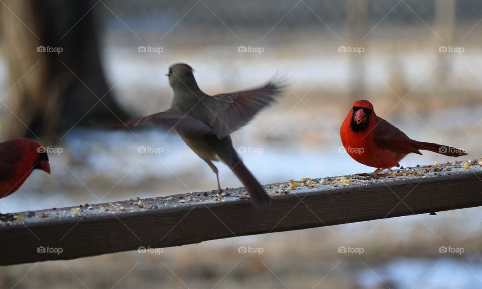 cardinals male and female