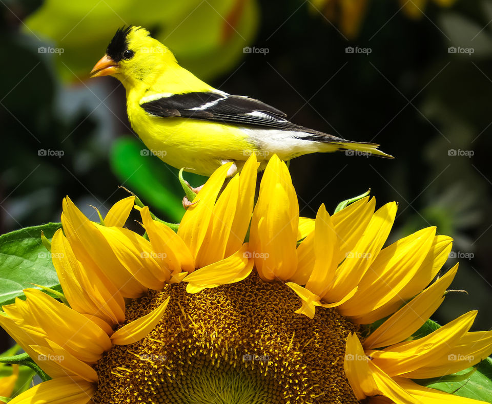 American Goldfinch Bird On A Sunflower
