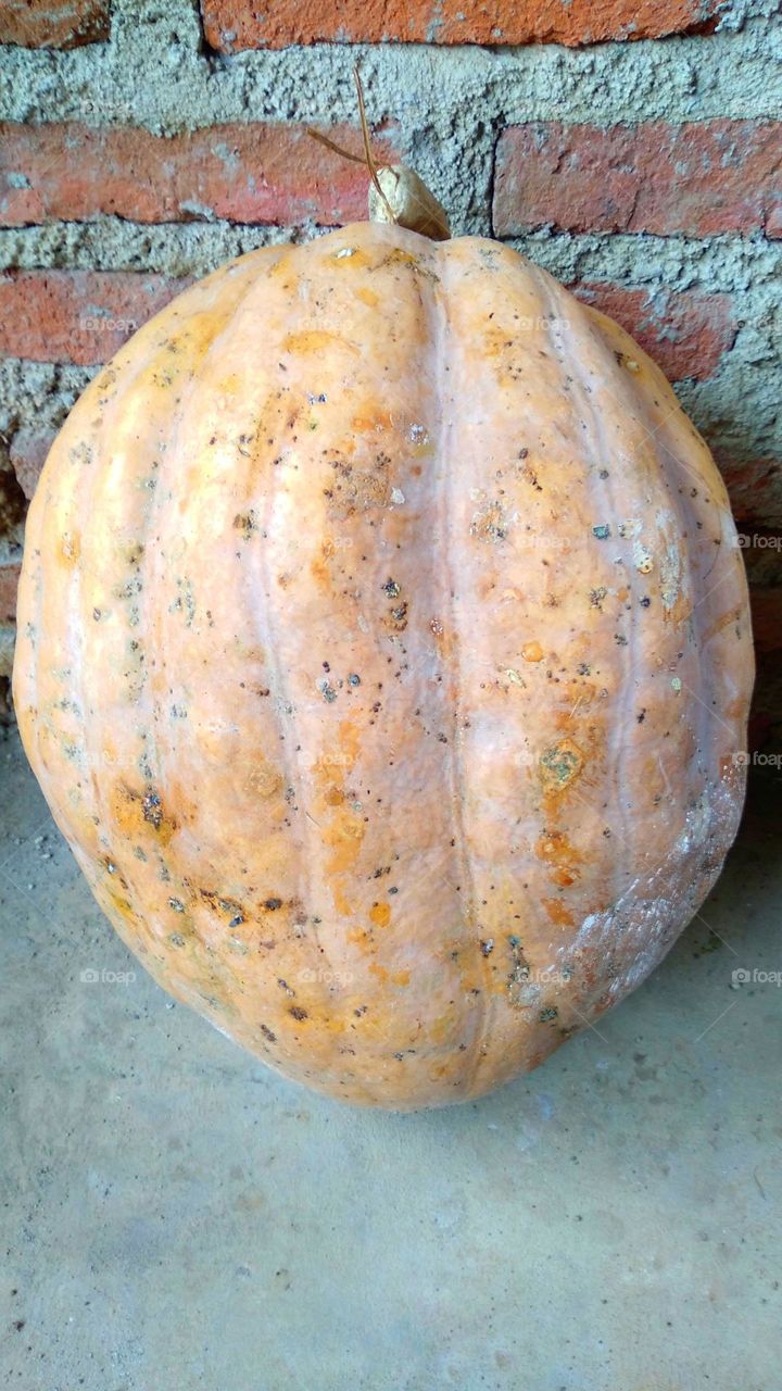 Cucurbita is a genus of herbaceous vines in the pumpkin family