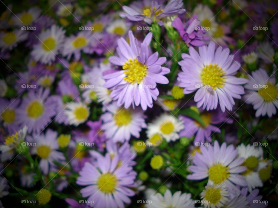 flores rosa pink lilás