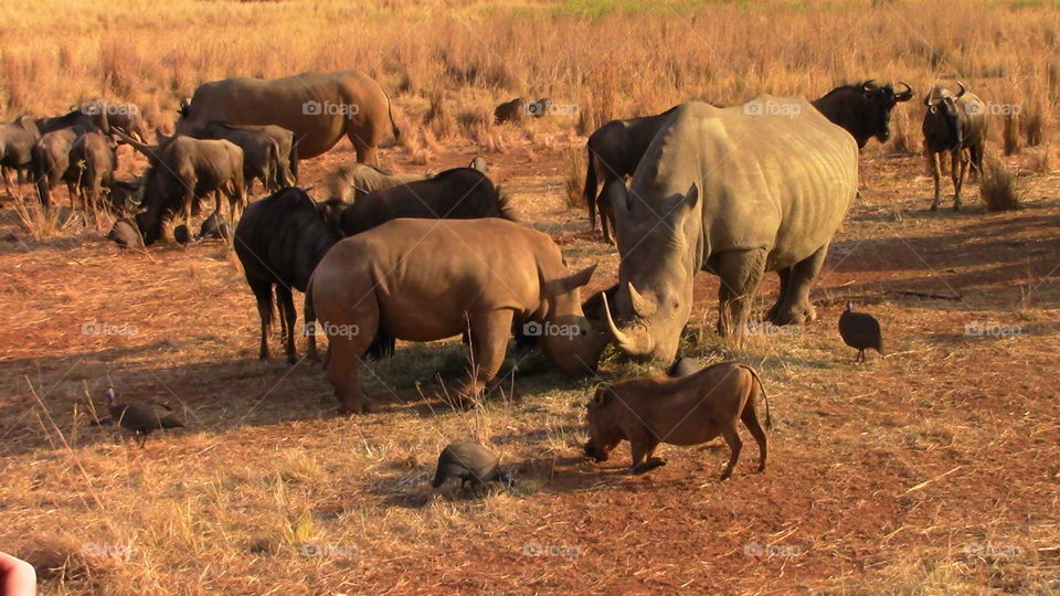Entebene game drive... rhinos, warthog, wildebeest and guineas eating together