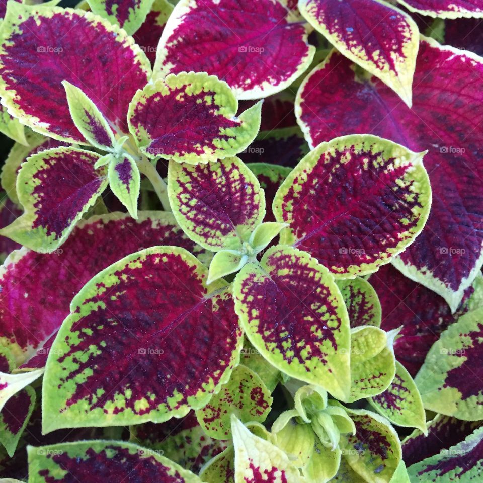 Catched on a walk in Norrköping in August 