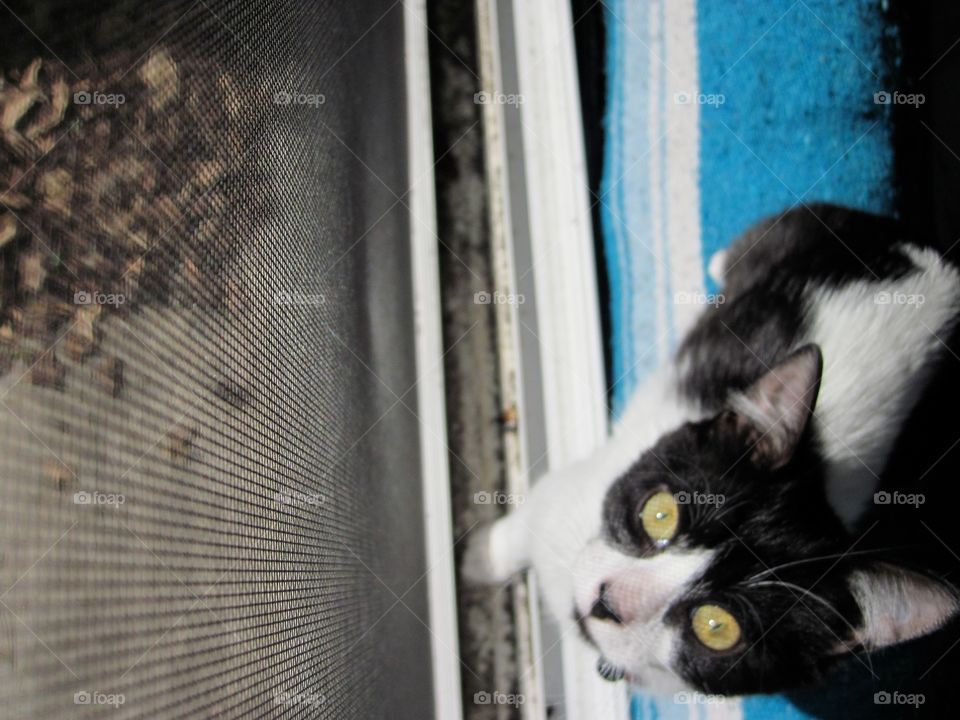 Window kitty