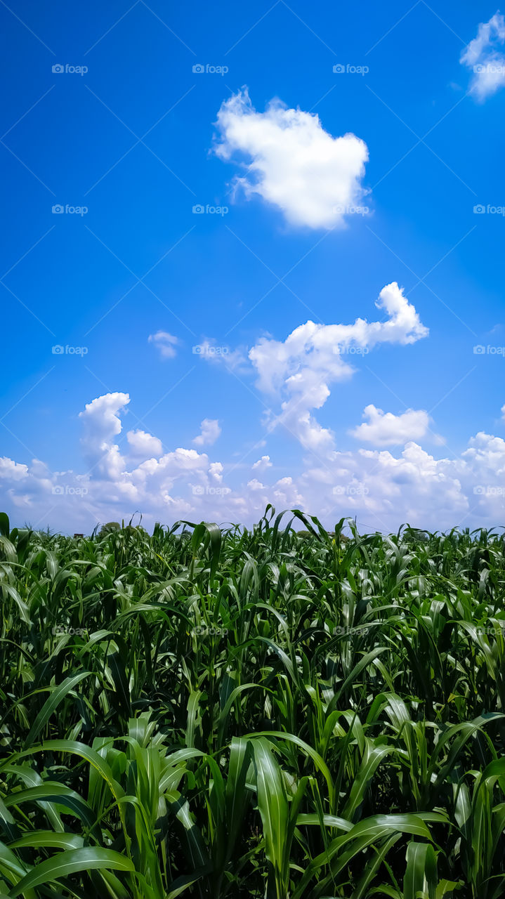 The pearl millet plants under the blue sky with white clouds