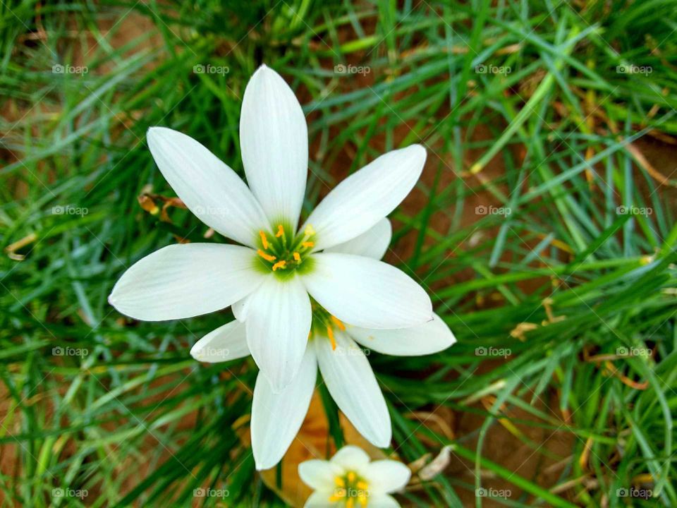 white flower