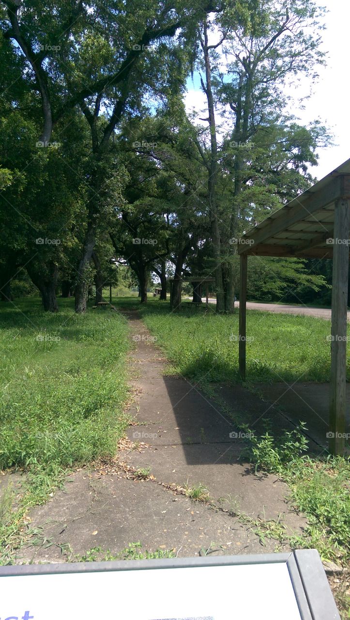 Road, Tree, Guidance, Landscape, Environment