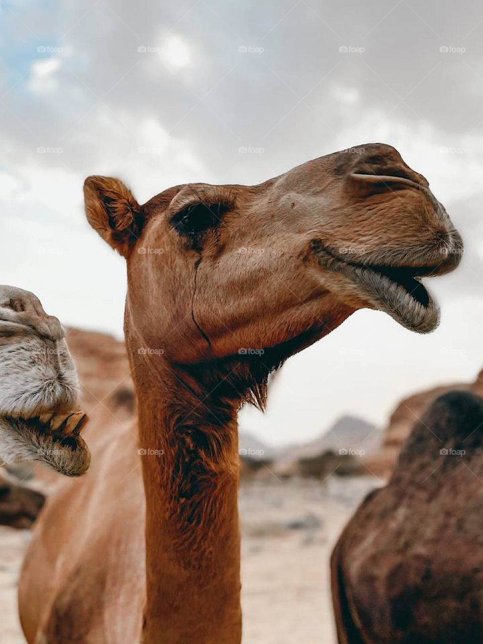 This picture is very sad. If you look closely, you will find that the tears of this mother have lost her son in the desert