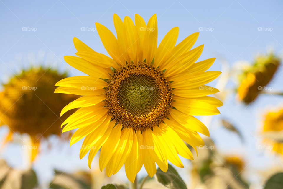 Closeup of single sunflower in the sunflower field