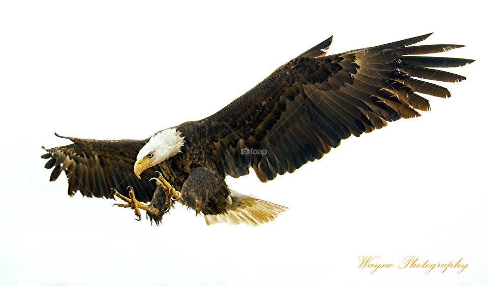 eagle