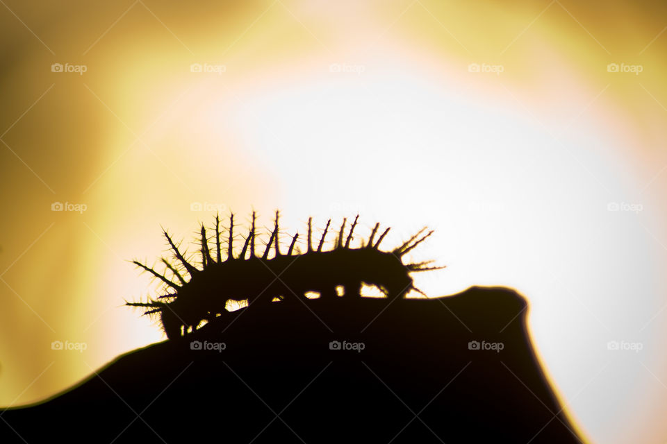 isolated close-up shot of a hairy caterpillar with spikes silhouette on blurry sunset background