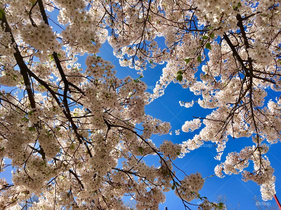 Hamburg.Springtime