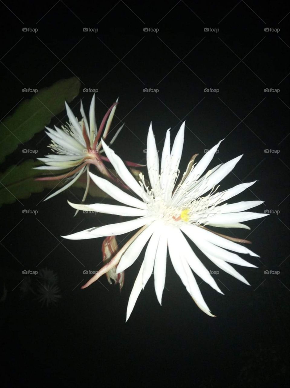 Beautiful flower at night