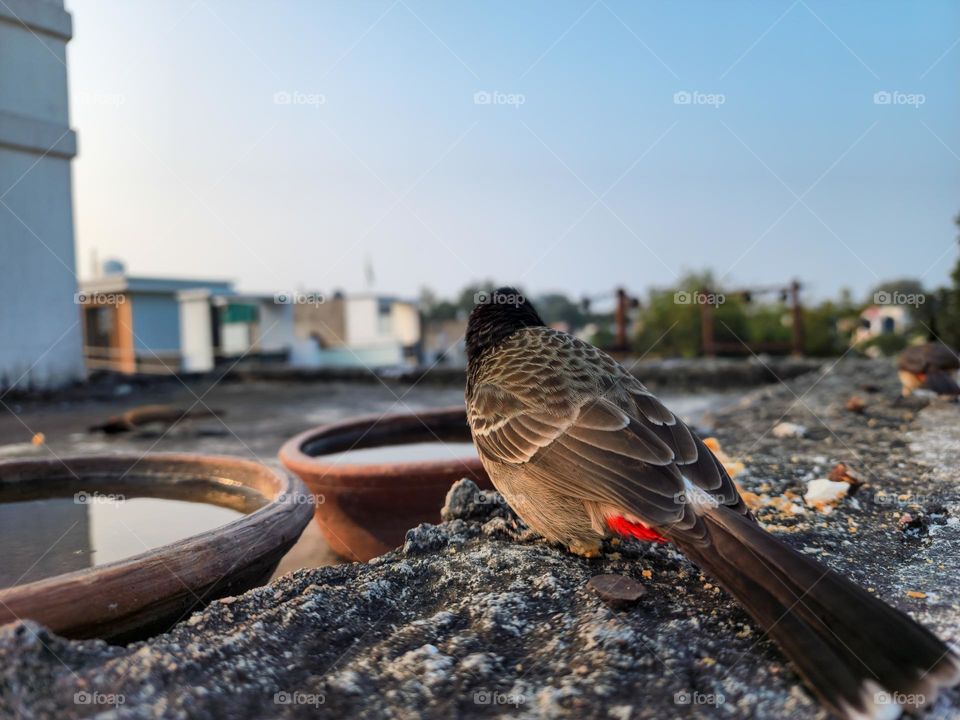 Bulbul bird closeup