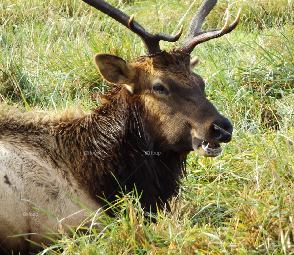 Portrait of elk in grassy land