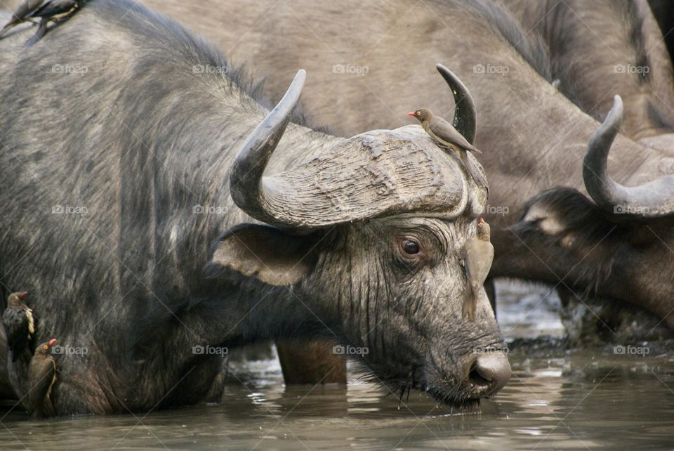 A close up shot of a buffalo drinking at the water hole 