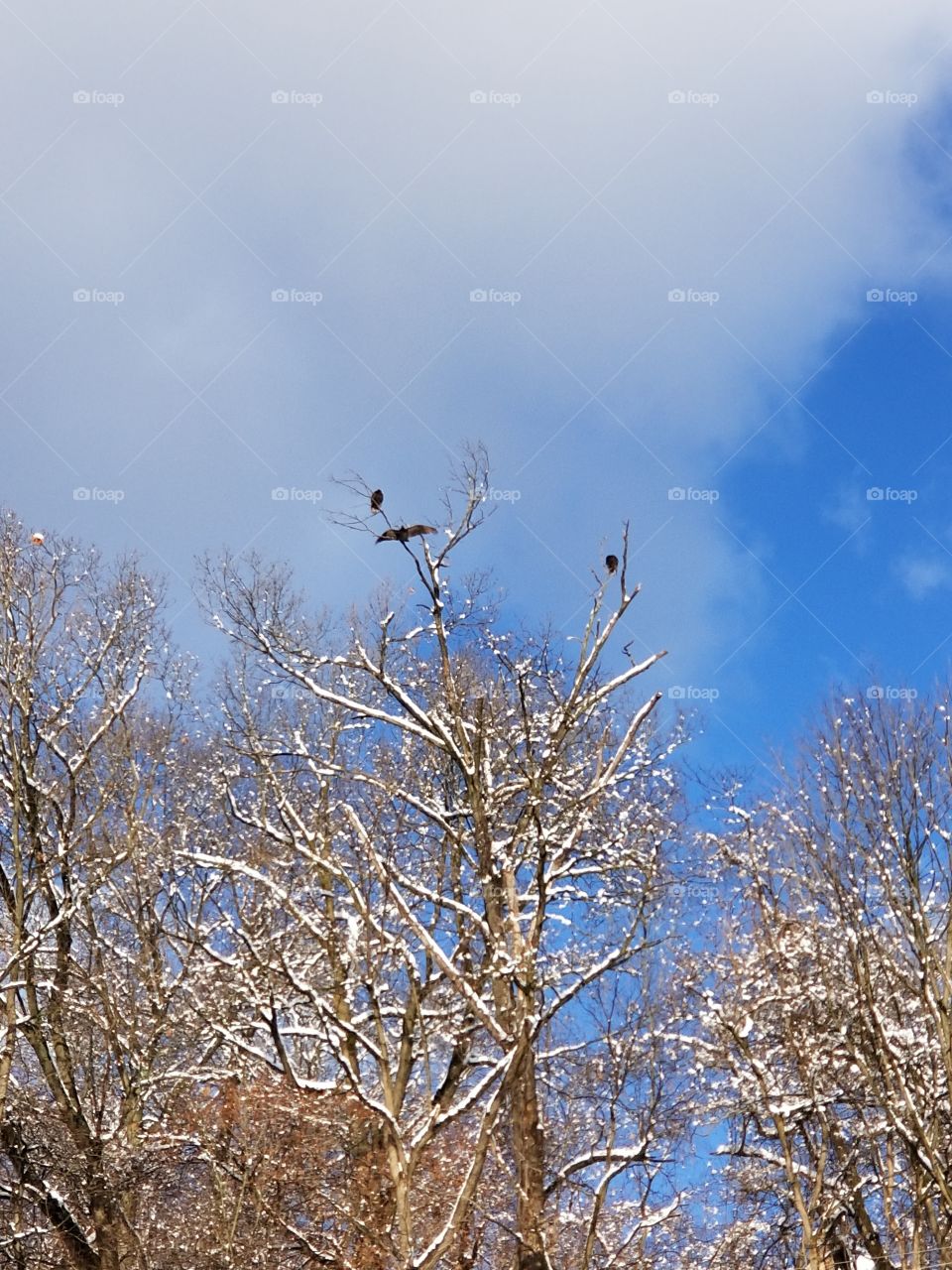 buzzards in the snow