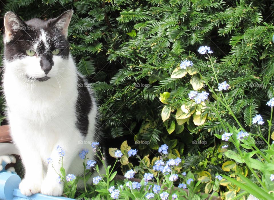 Black and white cat next to forget-me-not flowers