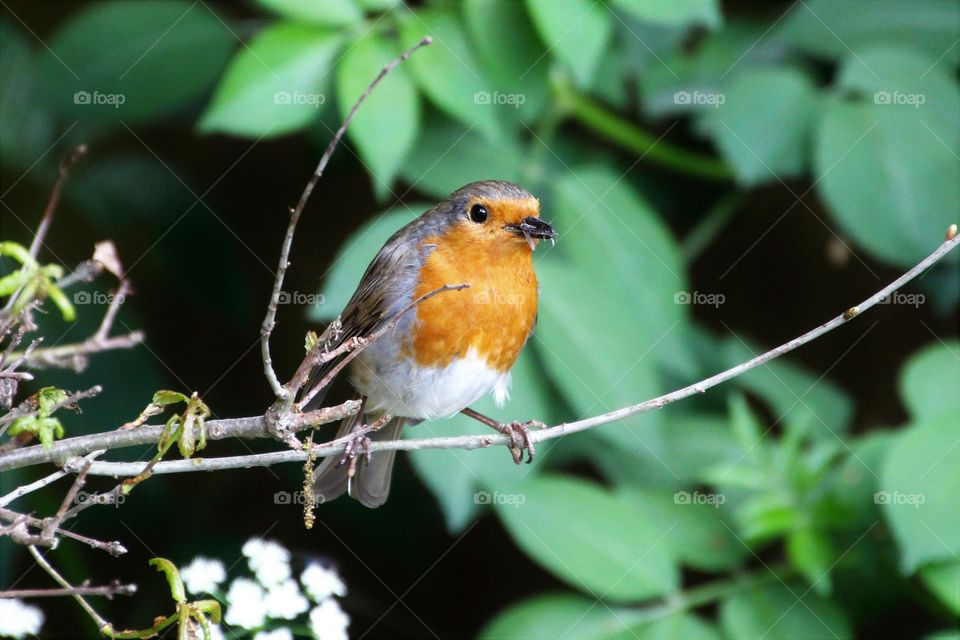 Robin perching on tree branch