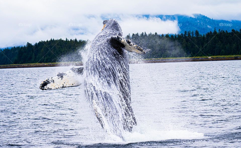 Breaching Humpback Whale