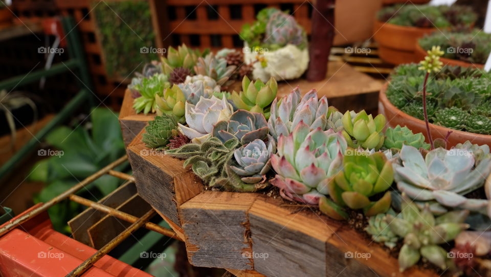 Succulents for home decor