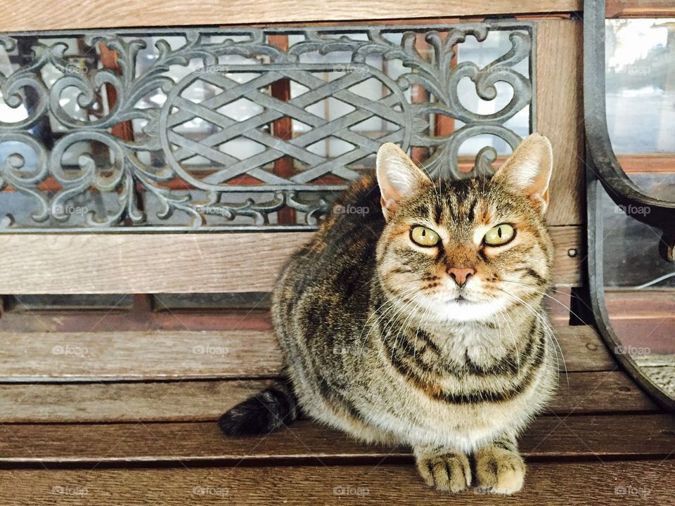 Cat on the bench