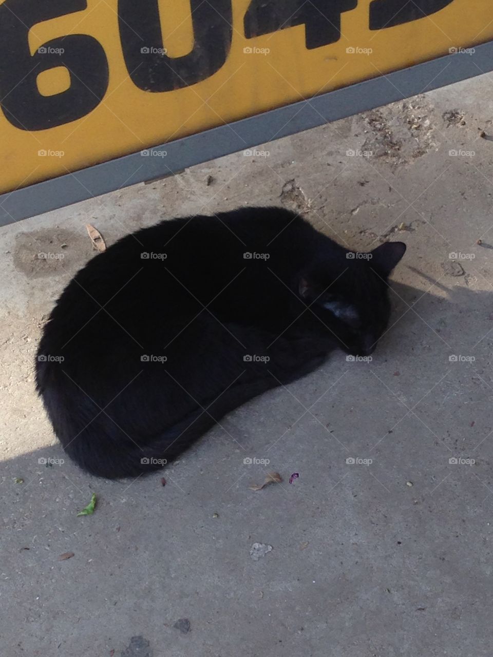 Sleeping street kitty 