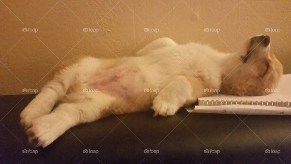 Corgi puppy notebook funny sleepy dog baby puppy