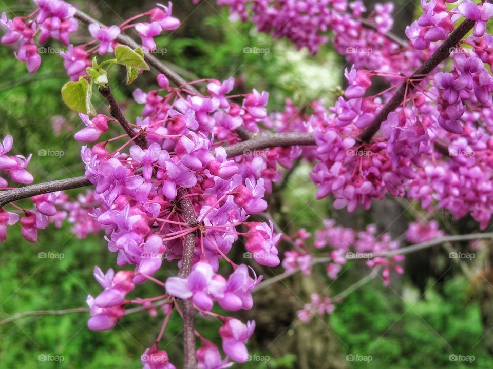 Spring Vanderbilt Mansion NY state