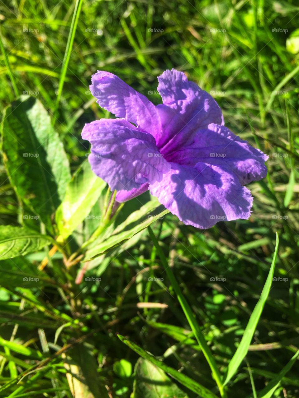 Violet flower 
