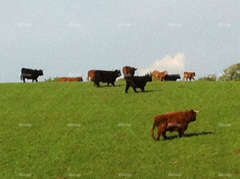 Highland cattles on summer pasture land