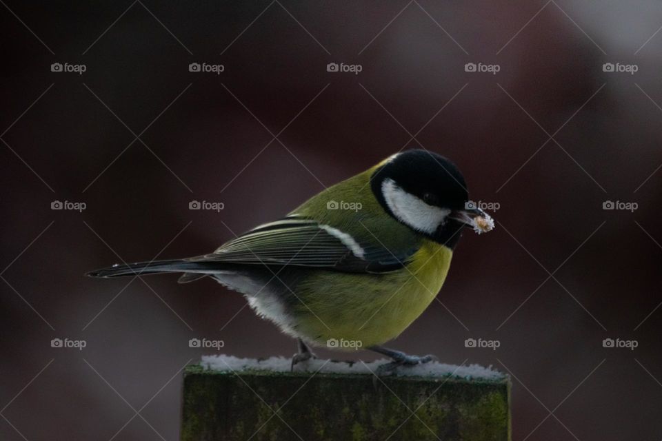 A bird eating icy seed