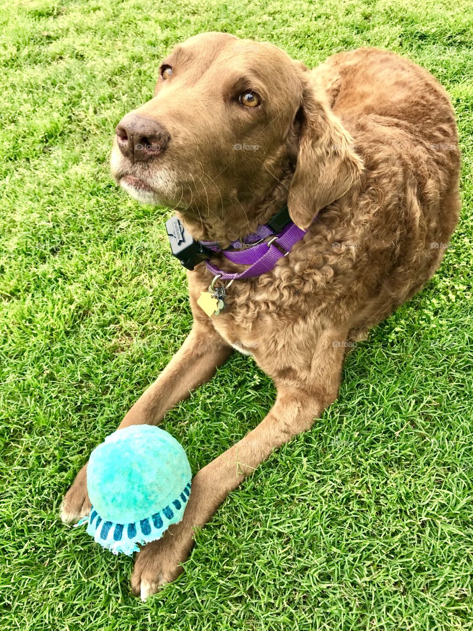 Retriever in Yard