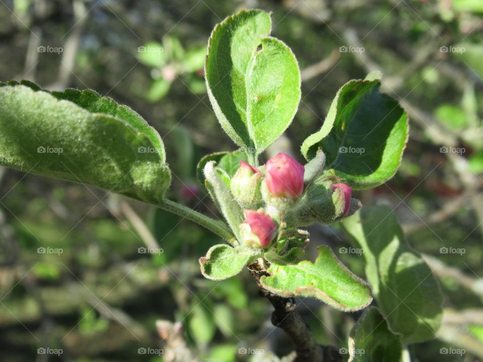 blossoming trees in spring, cherry, apple tree, flowers