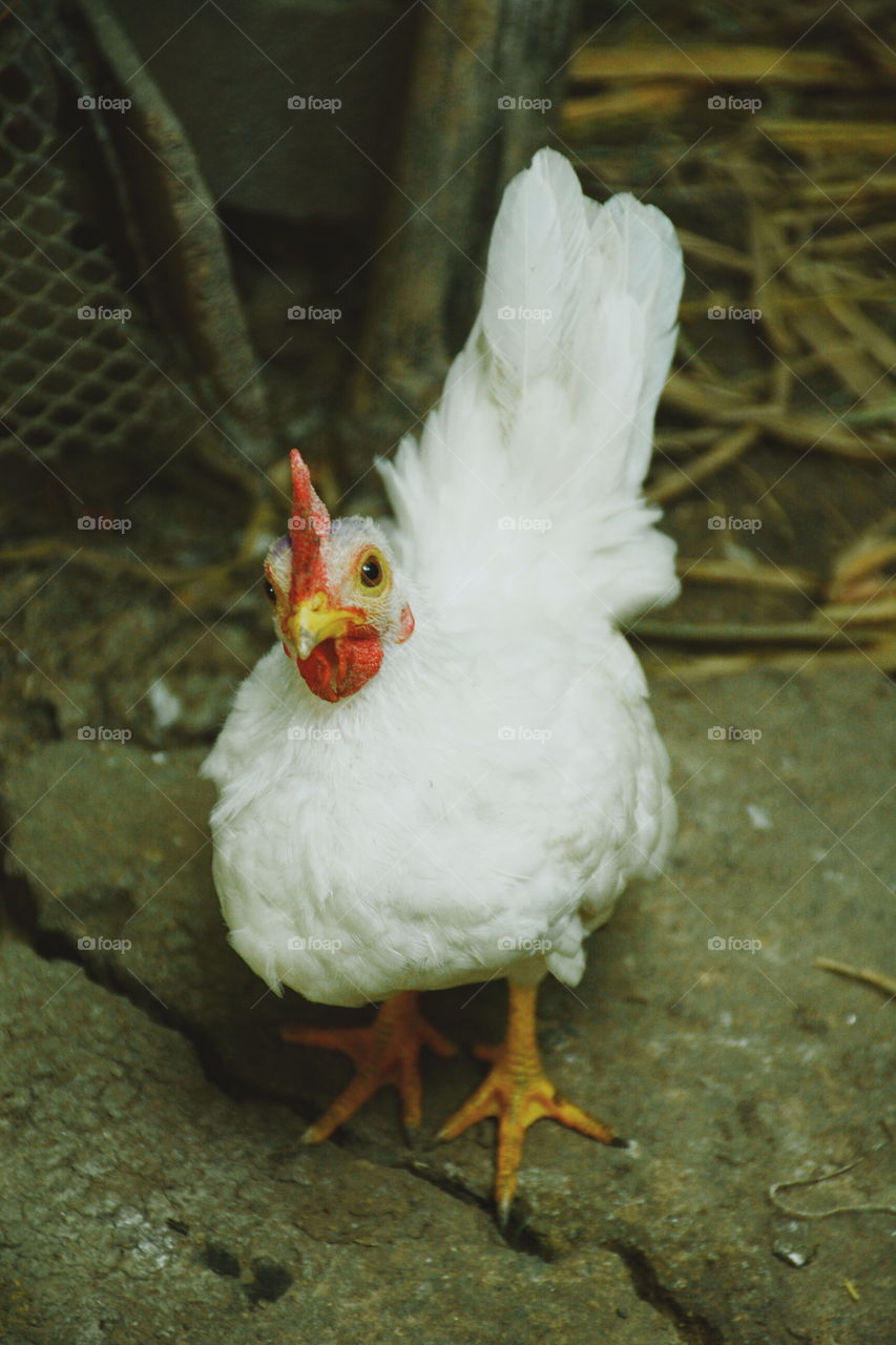 Cute and beautiful of dwarf chicken in the farm