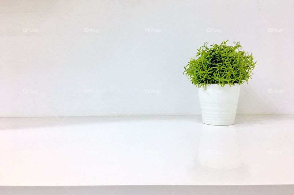 Plant on shelf copy space 