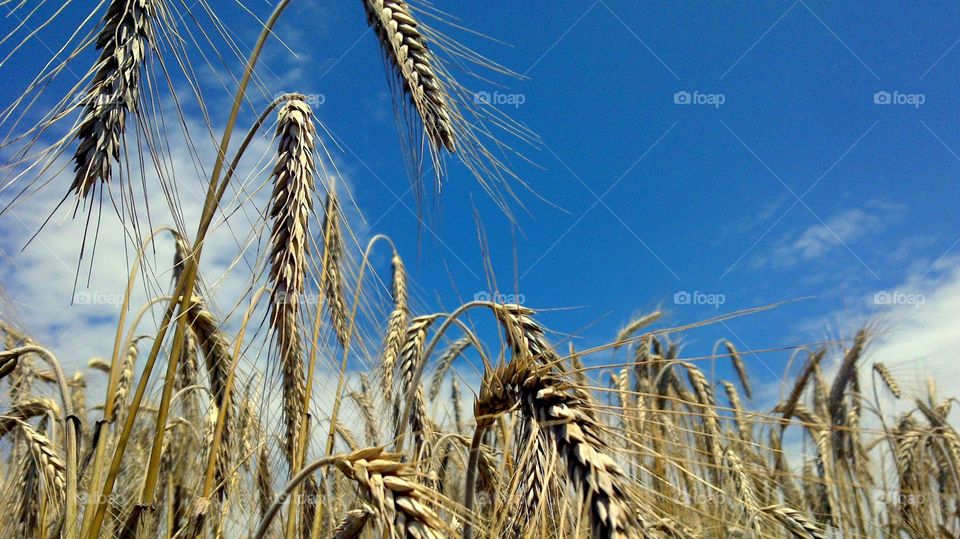 Fields of wheat