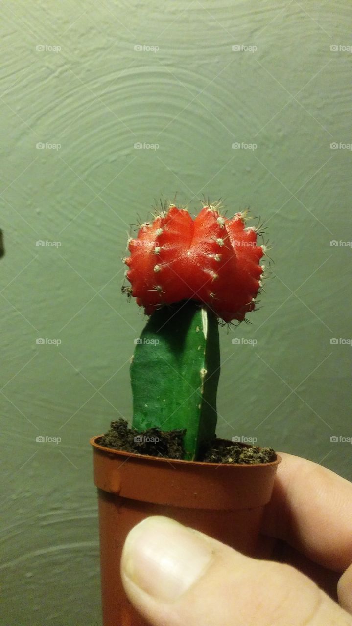 cactus