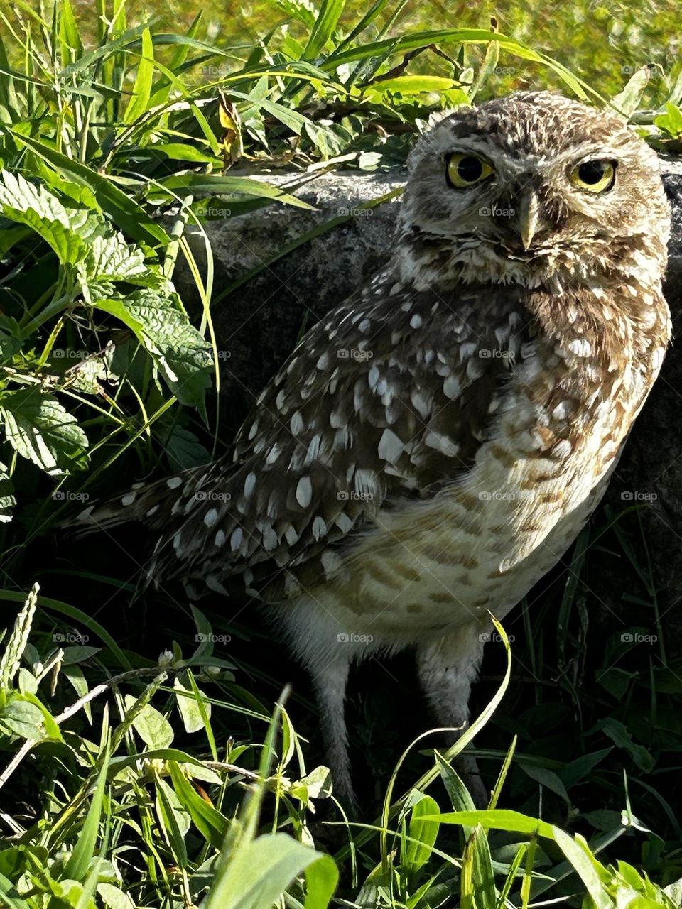 Burrowing owl