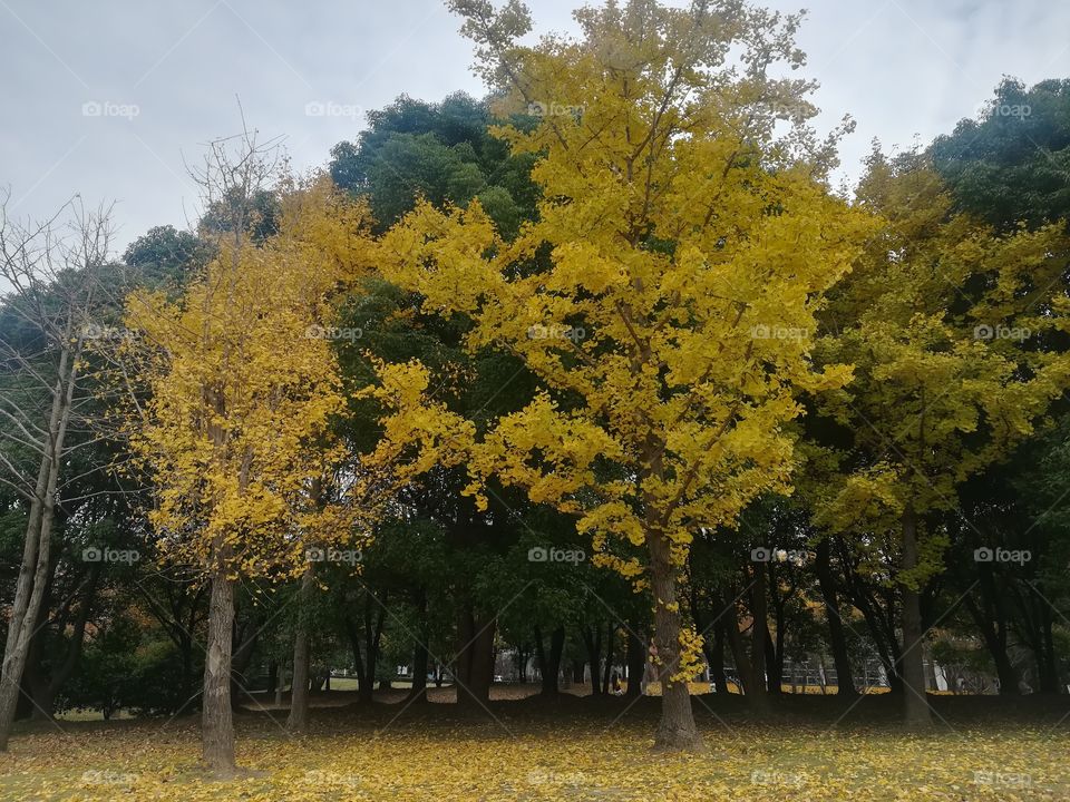 tree yellow winter